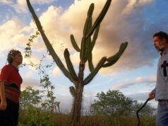 Aniversário de Ariano Suassuna: tem lançamento de videoclipe