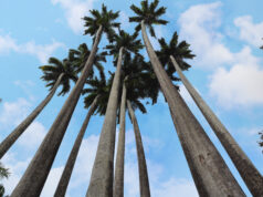 Palmeiras imperiais integram paisagismo e cenários históricos de João Pessoa