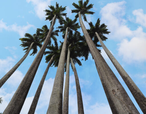 Palmeiras imperiais integram paisagismo e cenários históricos de João Pessoa