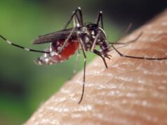 Cuidado com Chikungunya e dengue nestes meses de inverno