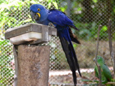 Araras são monogâmicas. Saiba mais sobre as aves