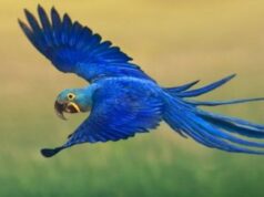 Araras-azuis morrem envenenadas por agrotóxicos