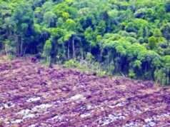 Brasil somou 20 mortes de ambientalistas no ano passado