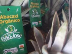 Abacaxi orgânico, orgulho da Paraíba