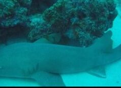 Cinep e IFPB assinam acordo para preservação e turismo náutico