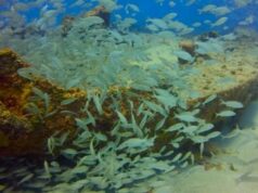 Preamar PB promove reunião de alinhamento