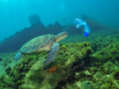 Fernando de Noronha lança ação coletiva em defesa dos oceanos sem plásticos