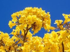 Mês da Árvore tem distribuição de mudas no Shopping Sebrae