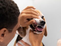 Veterinário dá dicas para agir em emergências com seu pet