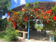 VI Festival das Flores de Areia terá desfile de flores e aulas-show