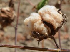 Algodão orgânico da Paraíba cresce 400%