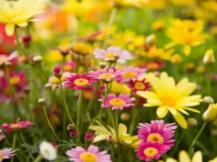 Parahyba Mall recebe a primavera com muitas flores