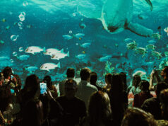 Luzzco tem programação especial para as crianças