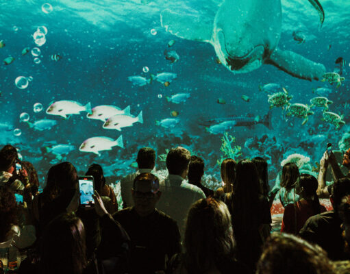 Luzzco tem programação especial para as crianças