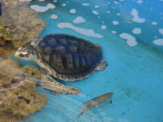 Aquário Paraíba oferece visitações guiadas