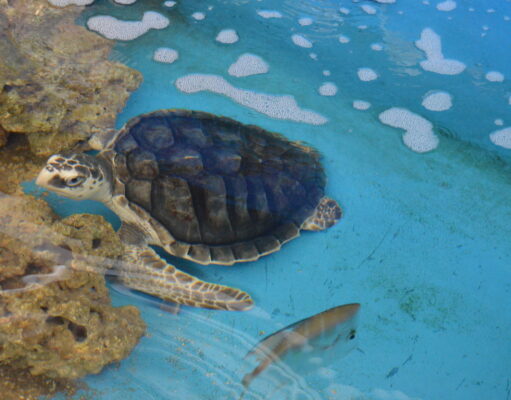 Aquário Paraíba oferece visitações guiadas