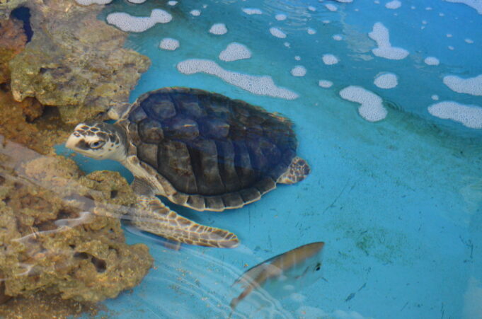 Aquario-Paraiba-tartaruga