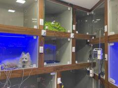 João Pessoa ganha UTI veterinária 24 horas