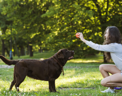 Os animais também precisam de atenção à saude emocional