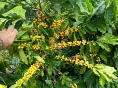 Começa quarta-feira, 9, em Areia, o Conexão Nordeste