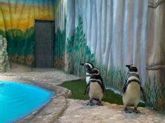 Pinguins são os novos moradores do Aquário Paraíba