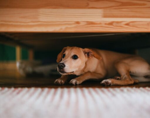Hospital Veterinário Vida alerta para os riscos dos fogos com estampido