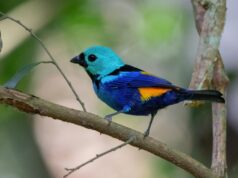 Atura propõe que o município tenha mascote: o pássaro Pintor Verdadeiro