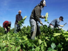 EUA: Fazendeiros relatam que até 70% de seus trabalhadores pararam de se apresentar ao trabalho