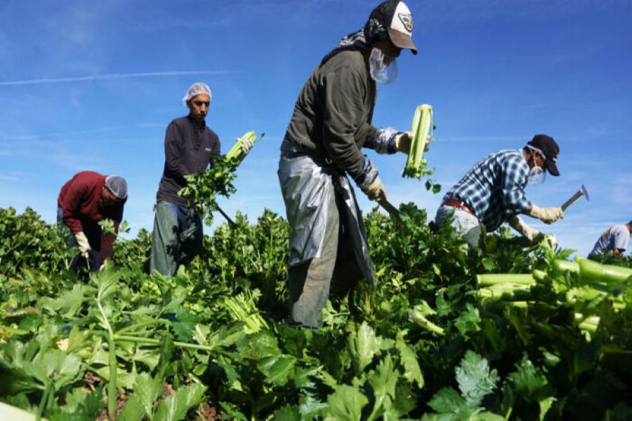 EUA: Fazendeiros relatam que até 70% de seus trabalhadores pararam de se apresentar ao trabalho