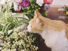 Plantas ornamentais podem intoxicar cães e gatos