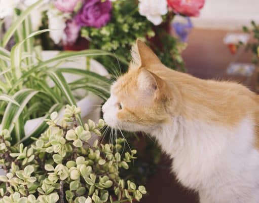 Plantas ornamentais podem intoxicar cães e gatos