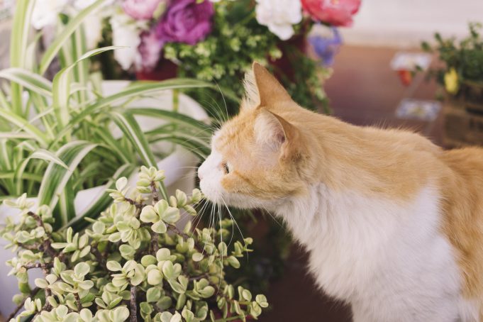 planta-de-cheiro-de-gato