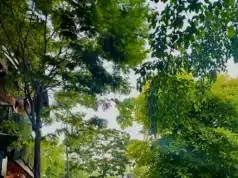 Tem Feira das Pulgas no Ville des Plants, neste final de semana