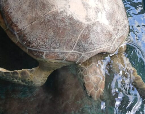 Tartaruga resgatada no Bessa comeu plástico