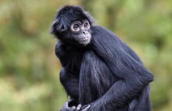 Latam Avião Solidário transporta animais e vacinas a portrait of a spider monkey