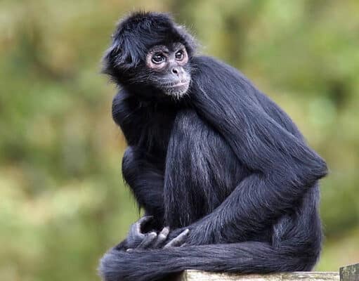 Latam Avião Solidário transporta animais e vacinas a portrait of a spider monkey