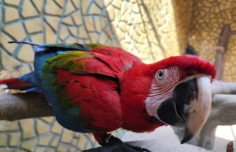 Aquário PB: Conheça curiosidades sobre a arara-vermelha arara4