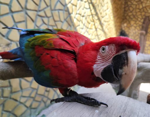 Aquário PB: Conheça curiosidades sobre a arara-vermelha arara4