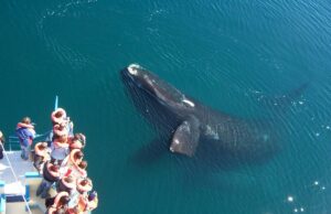 ABAV Paraíba, Posiciona Travel Trade Marketing e Argentina Vision realizam capacitação para a Patagônia Argentina patagonia