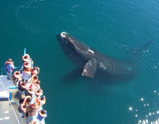 ABAV Paraíba, Posiciona Travel Trade Marketing e Argentina Vision realizam capacitação para a Patagônia Argentina patagonia