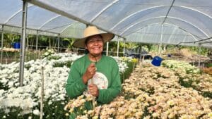 pilões e sua cooperativa de flores
